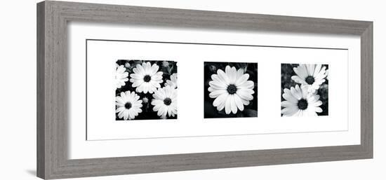 Daisy Triptych-Joseph Eta-Framed Giclee Print