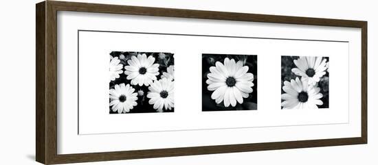 Daisy Triptych-Joseph Eta-Framed Giclee Print