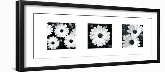 Daisy Triptych-Joseph Eta-Framed Giclee Print