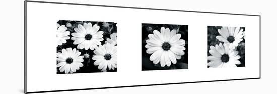 Daisy Triptych-Joseph Eta-Mounted Giclee Print