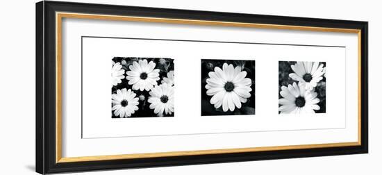 Daisy Triptych-Joseph Eta-Framed Giclee Print