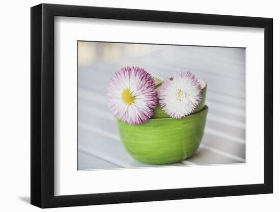 Daisy with double flowers in bowl, Bellis perennis, close up, still life-Andrea Haase-Framed Photographic Print