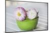 Daisy with double flowers in bowl, Bellis perennis, close up, still life-Andrea Haase-Mounted Photographic Print