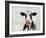 Daisy-Mark Chandon-Framed Giclee Print