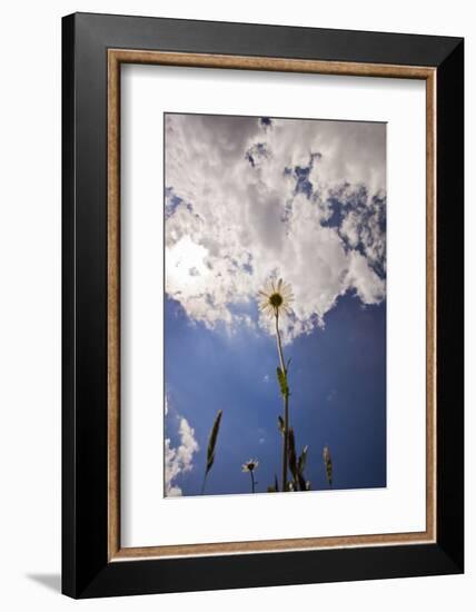 Daisy-Veneratio-Framed Photographic Print