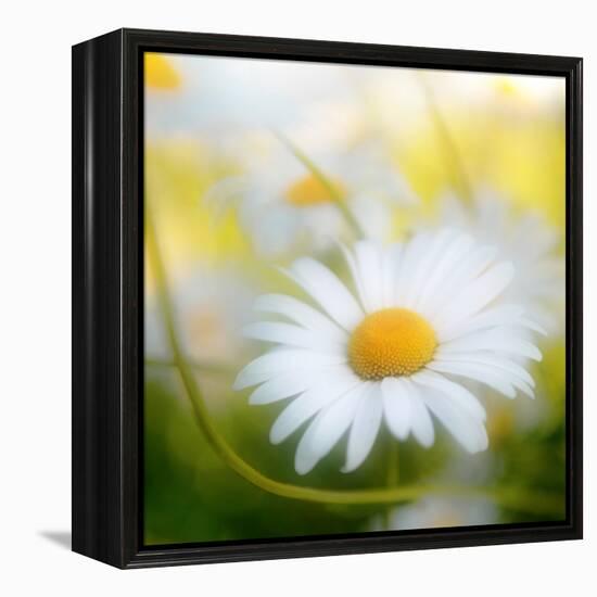 Daisy-Philippe Sainte-Laudy-Framed Premier Image Canvas