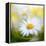 Daisy-Philippe Sainte-Laudy-Framed Premier Image Canvas