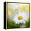 Daisy-Philippe Sainte-Laudy-Framed Premier Image Canvas