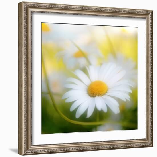 Daisy-Philippe Sainte-Laudy-Framed Photographic Print