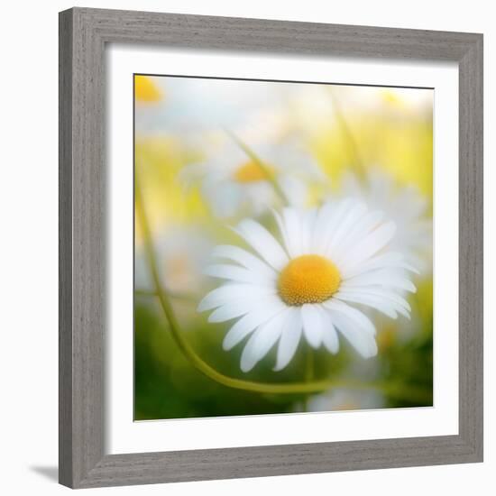 Daisy-Philippe Sainte-Laudy-Framed Photographic Print