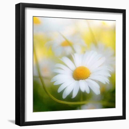 Daisy-Philippe Sainte-Laudy-Framed Photographic Print