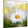 Daisy-Philippe Sainte-Laudy-Mounted Photographic Print