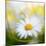 Daisy-Philippe Sainte-Laudy-Mounted Photographic Print