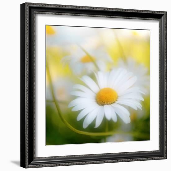 Daisy-Philippe Sainte-Laudy-Framed Photographic Print