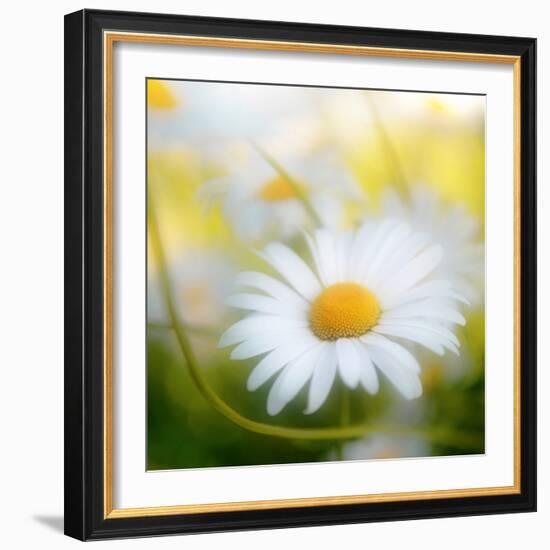 Daisy-Philippe Sainte-Laudy-Framed Photographic Print