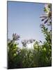 Daisybushes, Blue Sky, Portuguese Atlantic Coast, Praia D'El Rey, Province Obidos, Portugal-Axel Schmies-Mounted Photographic Print