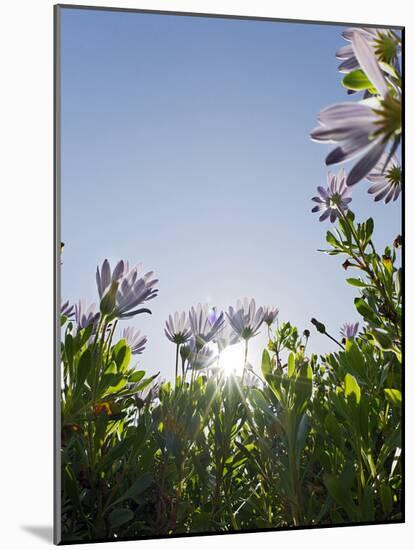 Daisybushes, Blue Sky, Portuguese Atlantic Coast, Praia D'El Rey, Province Obidos, Portugal-Axel Schmies-Mounted Photographic Print