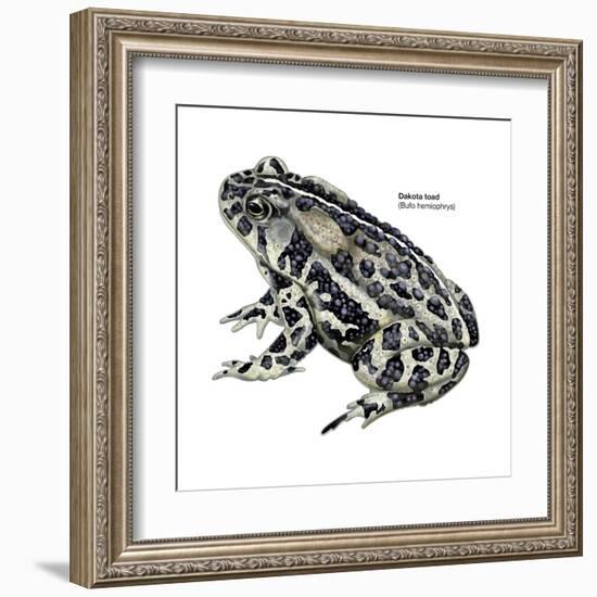 Dakota Toad (Bufo Hemiophrys), Amphibians-Encyclopaedia Britannica-Framed Art Print