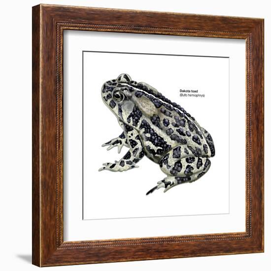 Dakota Toad (Bufo Hemiophrys), Amphibians-Encyclopaedia Britannica-Framed Art Print