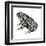 Dakota Toad (Bufo Hemiophrys), Amphibians-Encyclopaedia Britannica-Framed Art Print