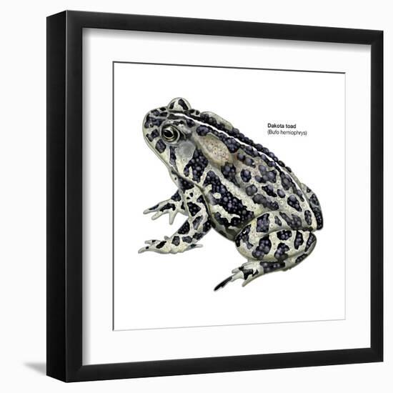 Dakota Toad (Bufo Hemiophrys), Amphibians-Encyclopaedia Britannica-Framed Art Print