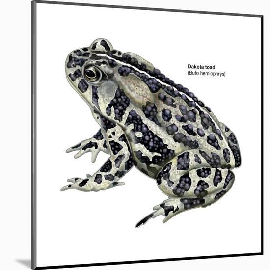 Dakota Toad (Bufo Hemiophrys), Amphibians-Encyclopaedia Britannica-Mounted Art Print