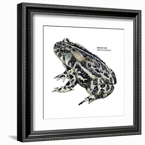 Dakota Toad (Bufo Hemiophrys), Amphibians-Encyclopaedia Britannica-Framed Art Print