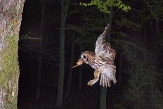 Tawny Owl (Strix Aluco) Flying with Dormouse Prey (Muscardinus Avellanairus) to Nest, Sussex-Dale Sutton-Framed Photographic Print