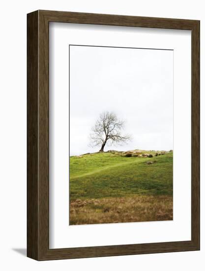 Dales Way II-Laura Marshall-Framed Photographic Print