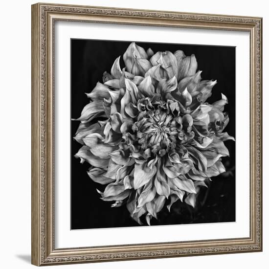 Dalia 2 Phaseone Stack Bw-Moises Levy-Framed Photographic Print