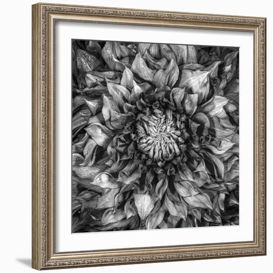 Dalia Full-Moises Levy-Framed Photographic Print