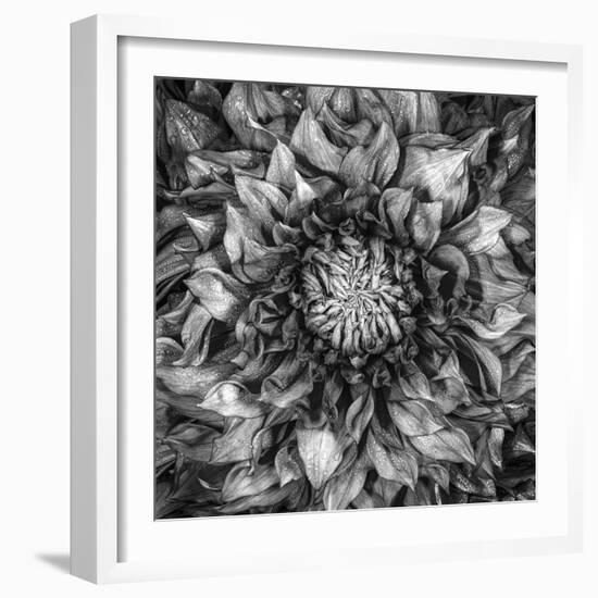 Dalia Full-Moises Levy-Framed Photographic Print