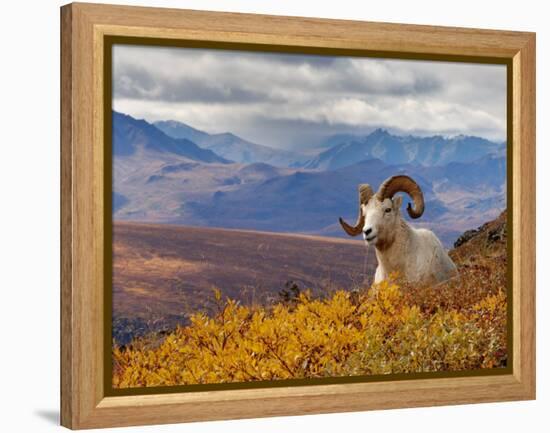 Dall Ram Resting On A Hillside, Mount Margaret, Denali National Park, Alaska, USA-Steve Kazlowski-Framed Premier Image Canvas