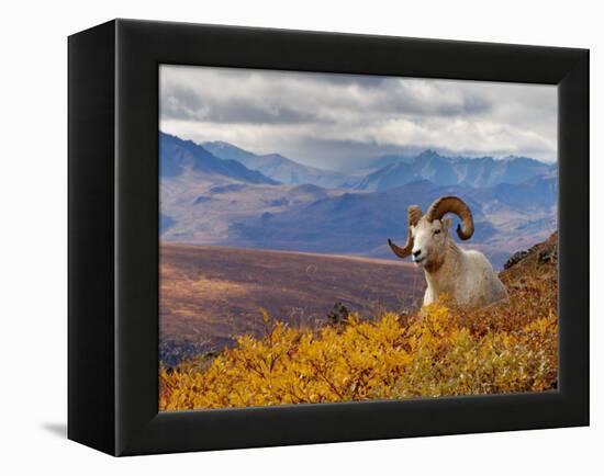 Dall Ram Resting On A Hillside, Mount Margaret, Denali National Park, Alaska, USA-Steve Kazlowski-Framed Premier Image Canvas