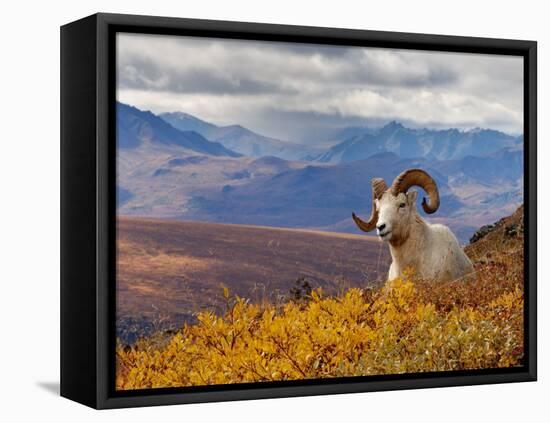 Dall Ram Resting On A Hillside, Mount Margaret, Denali National Park, Alaska, USA-Steve Kazlowski-Framed Premier Image Canvas