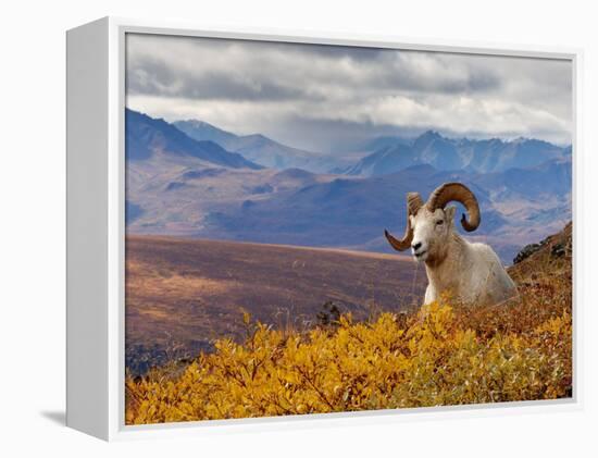 Dall Ram Resting On A Hillside, Mount Margaret, Denali National Park, Alaska, USA-Steve Kazlowski-Framed Premier Image Canvas