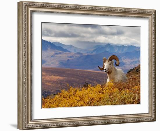 Dall Ram Resting On A Hillside, Mount Margaret, Denali National Park, Alaska, USA-Steve Kazlowski-Framed Photographic Print