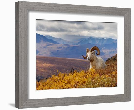 Dall Ram Resting On A Hillside, Mount Margaret, Denali National Park, Alaska, USA-Steve Kazlowski-Framed Photographic Print