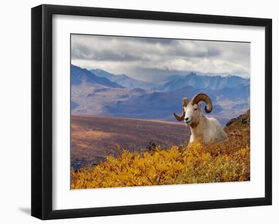 Dall Ram Resting On A Hillside, Mount Margaret, Denali National Park, Alaska, USA-Steve Kazlowski-Framed Photographic Print