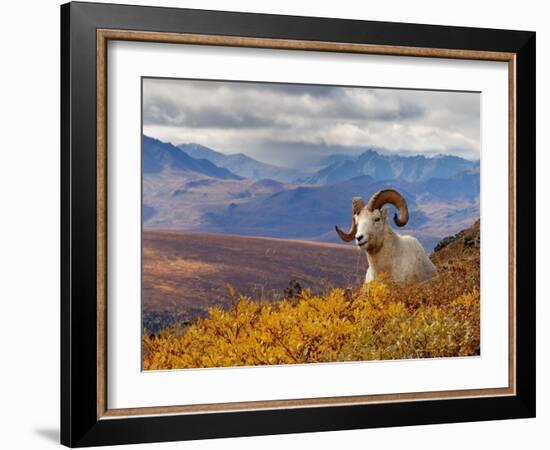 Dall Ram Resting On A Hillside, Mount Margaret, Denali National Park, Alaska, USA-Steve Kazlowski-Framed Photographic Print