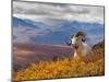 Dall Ram Resting On A Hillside, Mount Margaret, Denali National Park, Alaska, USA-Steve Kazlowski-Mounted Photographic Print