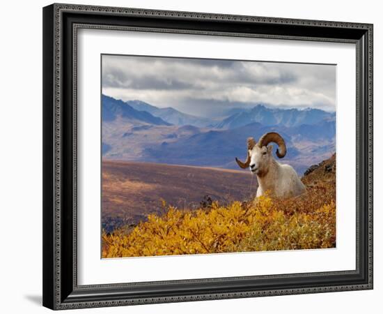 Dall Ram Resting On A Hillside, Mount Margaret, Denali National Park, Alaska, USA-Steve Kazlowski-Framed Photographic Print