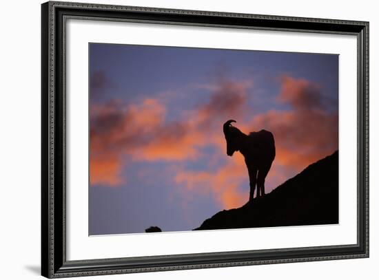 Dall's Sheep at Polychrome Pass-Paul Souders-Framed Photographic Print