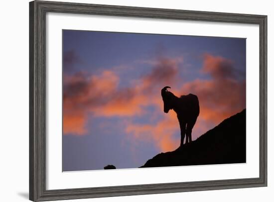 Dall's Sheep at Polychrome Pass-Paul Souders-Framed Photographic Print