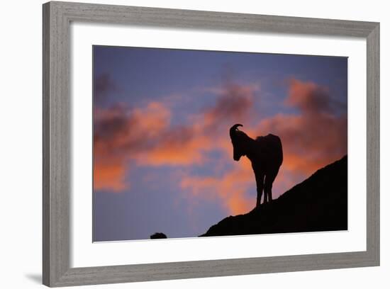 Dall's Sheep at Polychrome Pass-Paul Souders-Framed Photographic Print