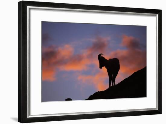 Dall's Sheep at Polychrome Pass-Paul Souders-Framed Photographic Print