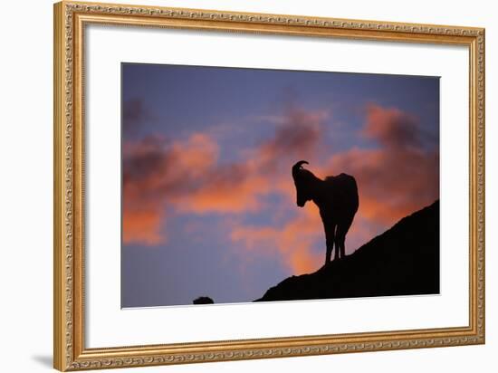 Dall's Sheep at Polychrome Pass-Paul Souders-Framed Photographic Print