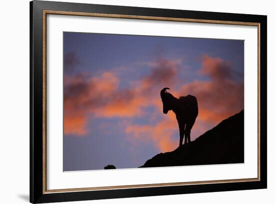 Dall's Sheep at Polychrome Pass-Paul Souders-Framed Photographic Print