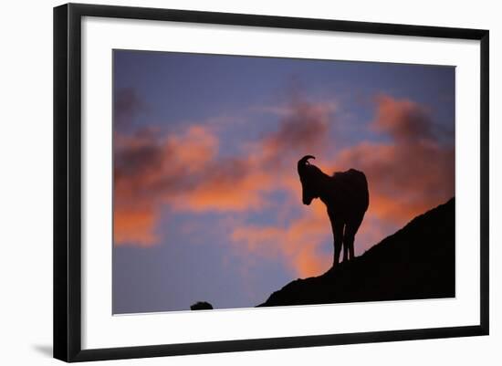 Dall's Sheep at Polychrome Pass-Paul Souders-Framed Photographic Print