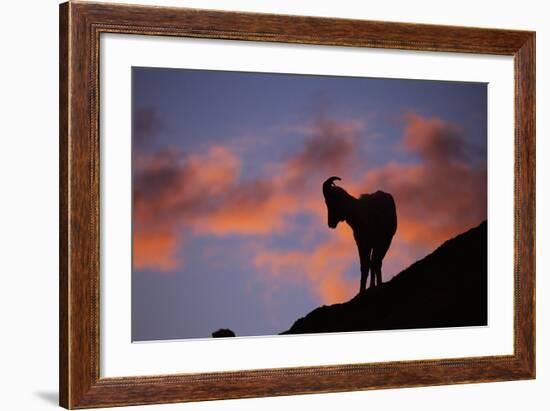 Dall's Sheep at Polychrome Pass-Paul Souders-Framed Photographic Print